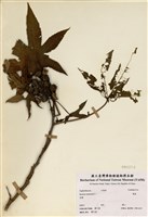 藏品(蓖麻)的圖片